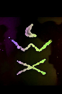 Анастасия Комета